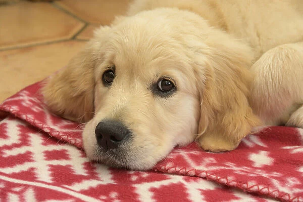 DOG. Golden Retriever puppy ( 12 weeks old ) sleepy, laying on a red rug eyes looking up