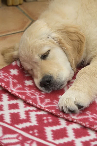 DOG. Golden Retriever puppy ( 12 weeks old ) sleepy, laying on a red rug eyes closed