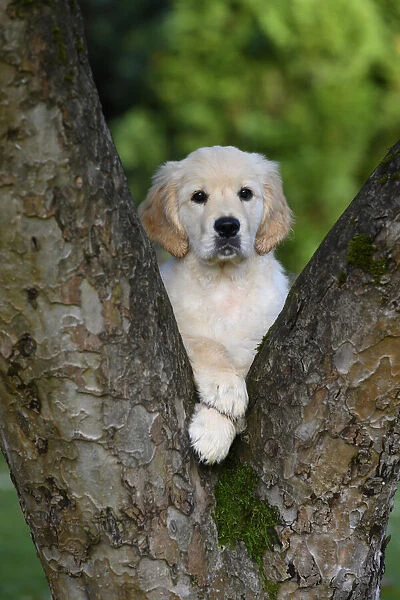 DOG. Golden Retriever puppy ( 12 weeks old ) looking through fork in a tree, garden, autumn time