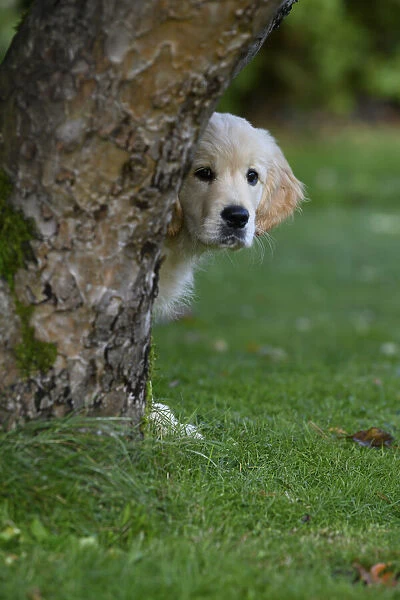 DOG. Golden Retriever puppy ( 12 weeks old ) looking round from behind a tree, garden, autumn time