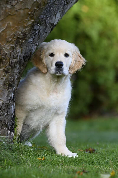 DOG. Golden Retriever puppy ( 12 weeks old ) looking round from behind a tree, garden, autumn time
