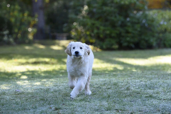 DOG. Golden Retriever puppy ( 12 weeks old ) running in a garden, autumn time