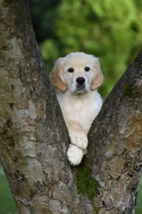 Framed Print : DOG. Golden Retriever puppy ( 12 weeks old ) looking through fork in a tree, garden, autumn time Framed Print : DOG. Golden Retriever puppy ( 12 weeks old ) looking through fork in a tree, garden, autumn time