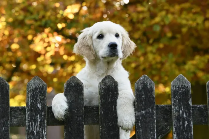 Framed Print : DOG. Golden Retriever puppy ( 12 weeks old ) looking over an old gate, paws over, autumn time Framed Print : DOG. Golden Retriever puppy ( 12 weeks old ) looking over an old gate, paws over, autumn time