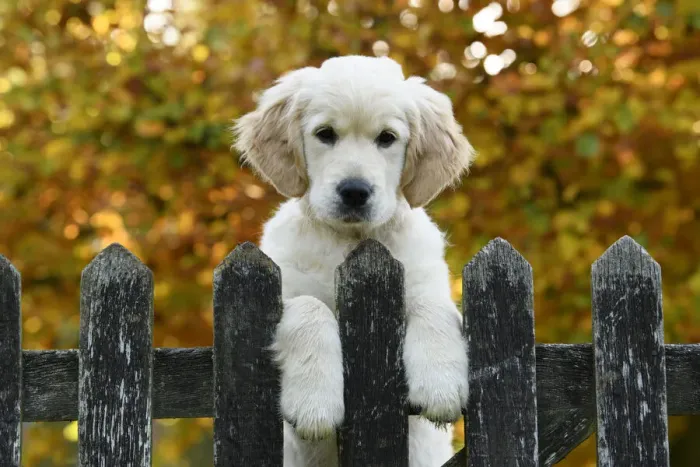 Framed Print : DOG. Golden Retriever puppy ( 12 weeks old ) looking over an old gate, paws over, autumn time Framed Print : DOG. Golden Retriever puppy ( 12 weeks old ) looking over an old gate, paws over, autumn time