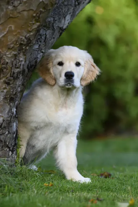 Framed Print : DOG. Golden Retriever puppy ( 12 weeks old ) looking round from behind a tree, garden, autumn time Framed Print : DOG. Golden Retriever puppy ( 12 weeks old ) looking round from behind a tree, garden, autumn time