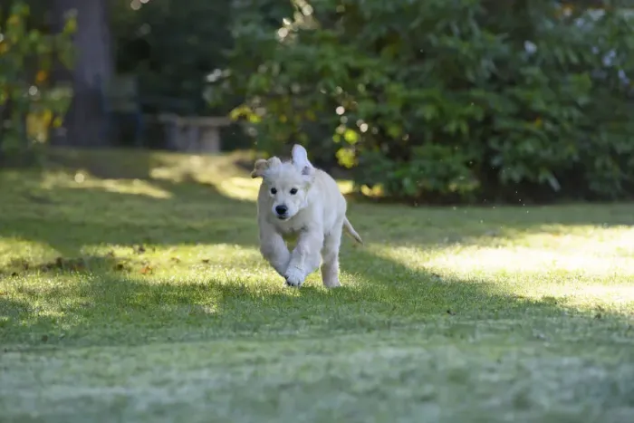 Framed Print : DOG. Golden Retriever puppy ( 12 weeks old ) running in a garden, autumn time Framed Print : DOG. Golden Retriever puppy ( 12 weeks old ) running in a garden, autumn time