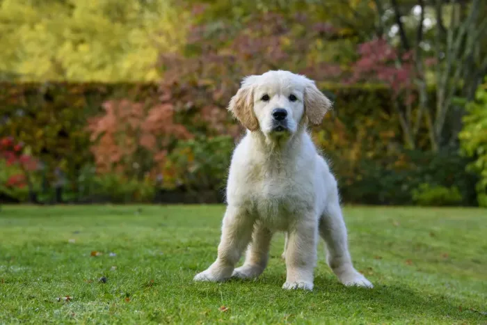 Framed Print : DOG. Golden Retriever puppy ( 12 weeks old ) sitting in a garden, autumn time Framed Print : DOG. Golden Retriever puppy ( 12 weeks old ) sitting in a garden, autumn time