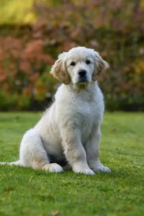 Framed Print : DOG. Golden Retriever puppy ( 12 weeks old ) sitting in a garden, autumn time Framed Print : DOG. Golden Retriever puppy ( 12 weeks old ) sitting in a garden, autumn time