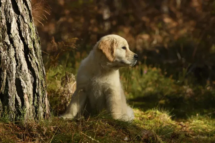 Framed Print : DOG. Golden Retriever puppy ( 12 weeks old ) sitting in pine forest, autumn time Framed Print : DOG. Golden Retriever puppy ( 12 weeks old ) sitting in pine forest, autumn time