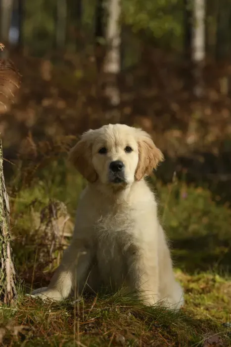 Framed Print : DOG. Golden Retriever puppy ( 12 weeks old ) sitting in pine forest, autumn time Framed Print : DOG. Golden Retriever puppy ( 12 weeks old ) sitting in pine forest, autumn time