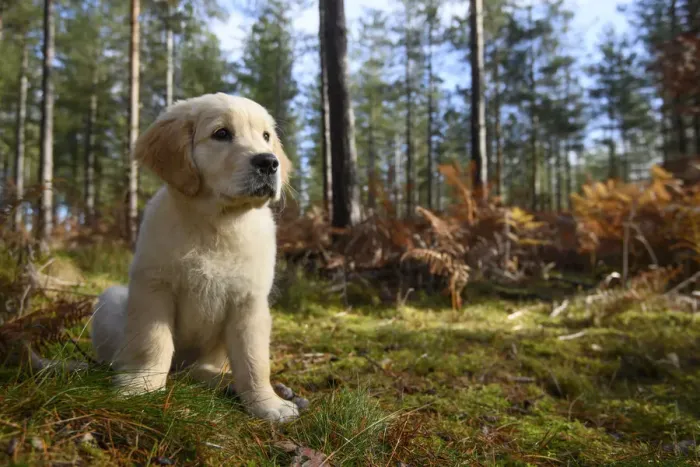 Framed Print : DOG. Golden Retriever puppy ( 12 weeks old ) sitting in pine forest, autumn time Framed Print : DOG. Golden Retriever puppy ( 12 weeks old ) sitting in pine forest, autumn time