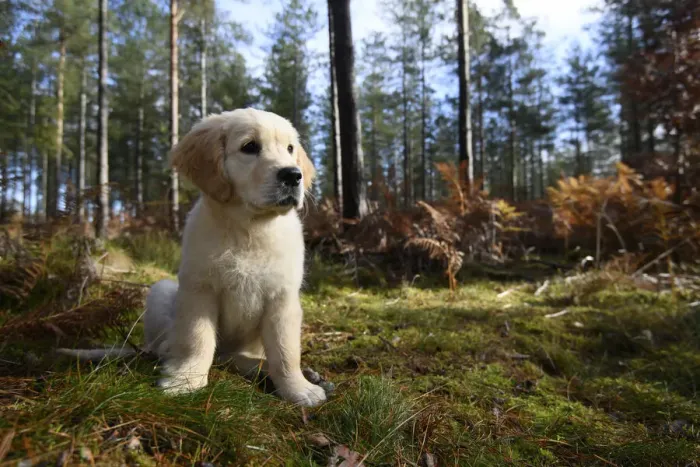 Framed Print : DOG. Golden Retriever puppy ( 12 weeks old ) sitting in pine forest, autumn time