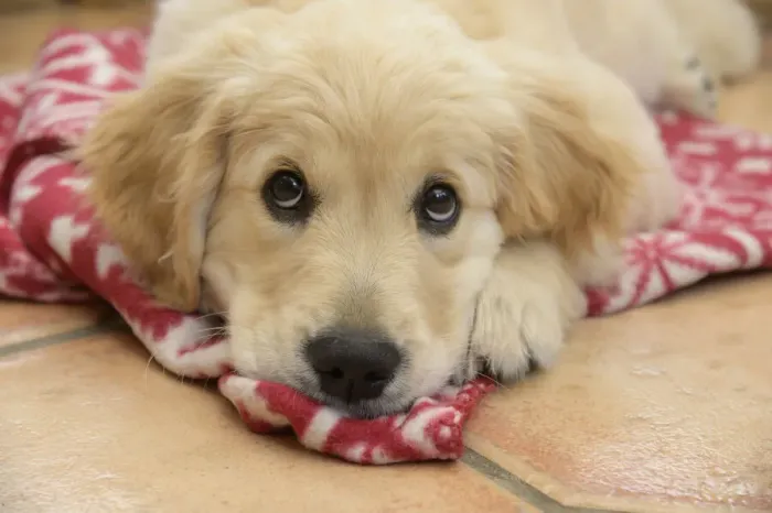 Framed Print : DOG. Golden Retriever puppy ( 12 weeks old ) sleepy, laying on a red rug eyes looking up Framed Print : DOG. Golden Retriever puppy ( 12 weeks old ) sleepy, laying on a red rug eyes looking up