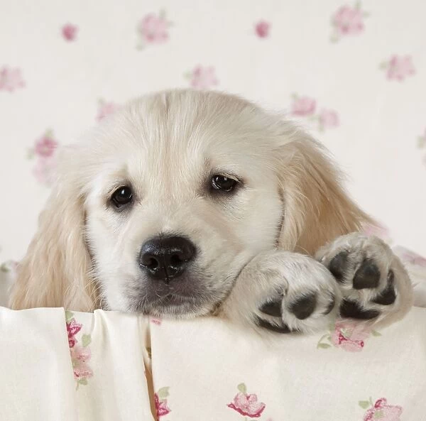 Dog - Golden Retriever - puppy