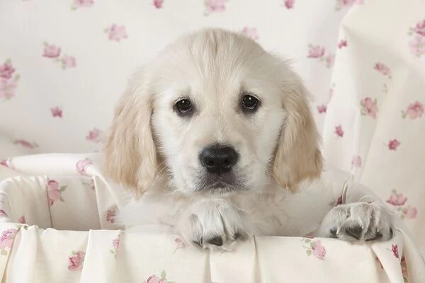Dog - Golden Retriever - puppy