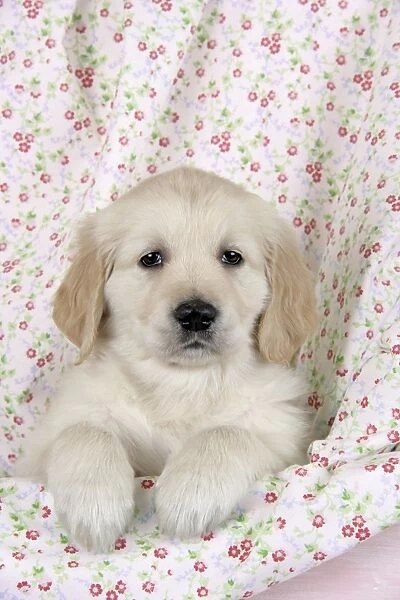 Dog. Golden Retriever puppy (6 weeks) with paws over floral cloth