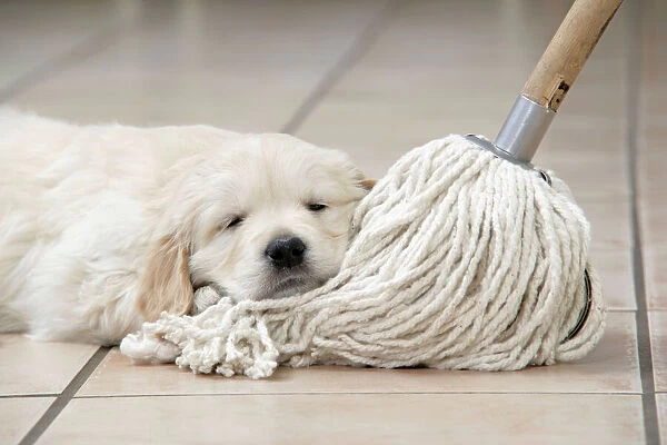 Dog. Golden Retriever puppy (6 weeks) laying head on kitchen mop