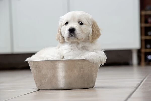 Dog. Golden Retriever puppy (6 weeks) sitting in dog bowl in kitchen