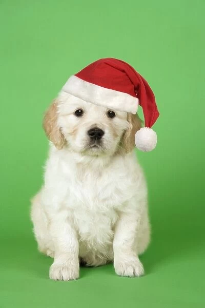 Dog. Golden Retriever puppy (6 weeks) sitting down wearing Christmas hat. Digital Manipulation: Hat, darker green background