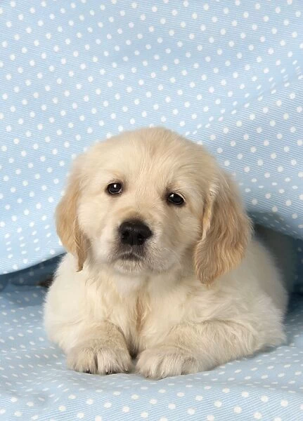 Dog. Golden Retriever puppy (6 weeks) lying under blanket