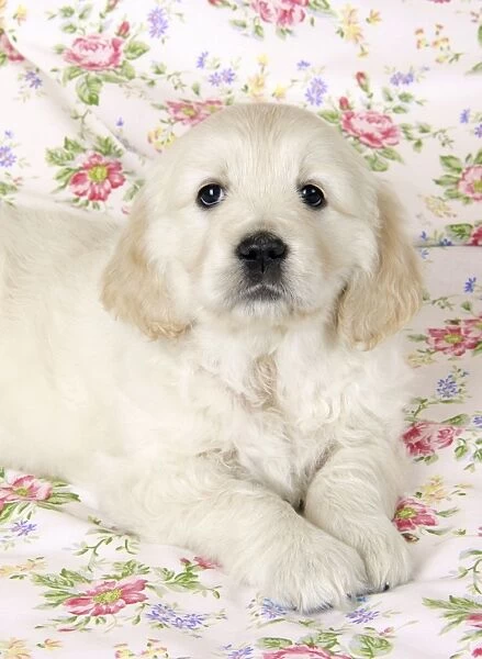 Dog. Golden Retriever puppy (6 weeks) lying on floral cloth