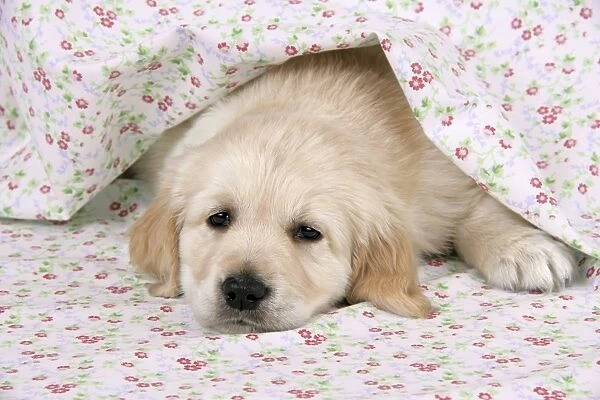 Dog. Golden Retriever puppy (6 weeks) lying under floral cloth
