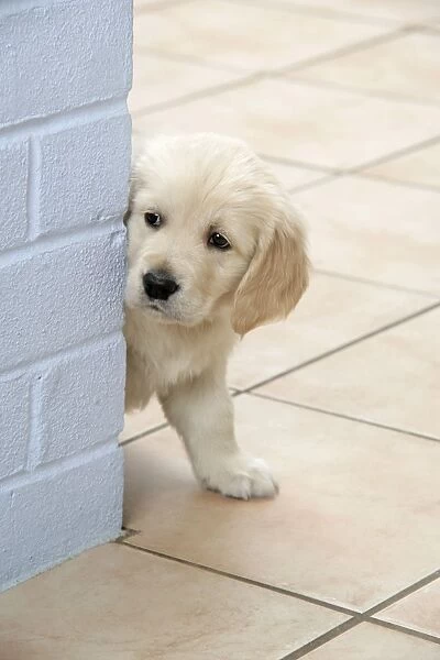 Dog. Golden Retriever puppy (6 weeks) looking around a corner