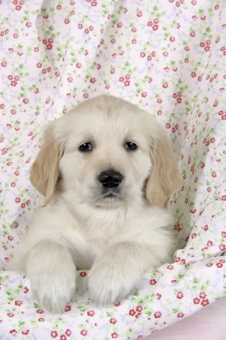 Framed Print : Dog. Golden Retriever puppy (6 weeks) with paws over floral cloth Framed Print : Dog. Golden Retriever puppy (6 weeks) with paws over floral cloth