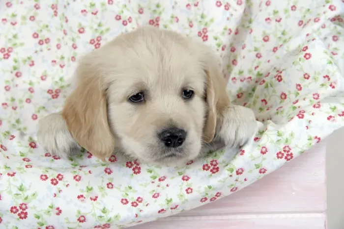 Framed Print : Dog. Golden Retriever puppy (6 weeks) with paws over floral cloth