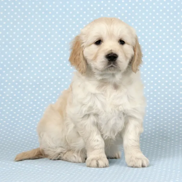 Framed Print : Dog. Golden Retriever puppy (6 weeks) sitting down Framed Print : Dog. Golden Retriever puppy (6 weeks) sitting down