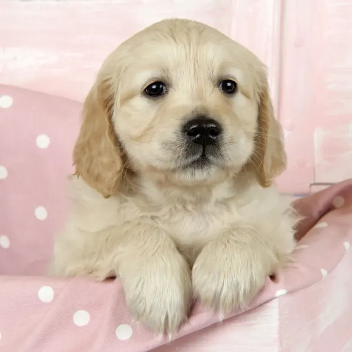 Framed Print : Dog. Golden Retriever puppy (6 weeks) sitting in pink box Framed Print : Dog. Golden Retriever puppy (6 weeks) sitting in pink box