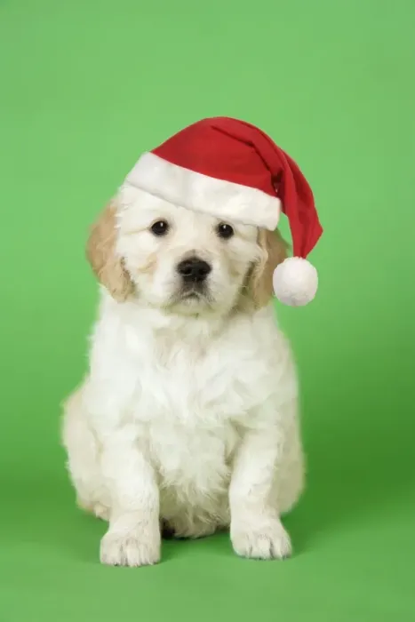 Framed Print : Dog. Golden Retriever puppy (6 weeks) sitting down wearing Christmas hat. Digital Manipulation: Hat, darker green background Framed Print : Dog. Golden Retriever puppy (6 weeks) sitting down wearing Christmas hat. Digital Manipulation: Hat, darker green background
