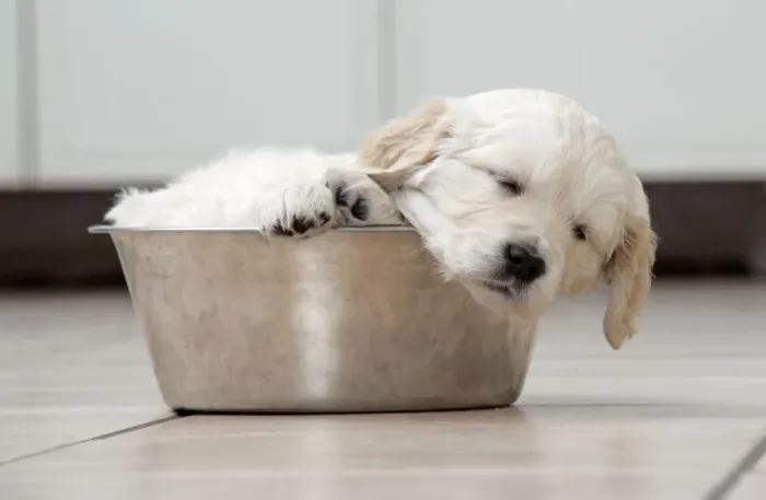 Framed Print : Dog. Golden Retriever puppy (6 weeks) sleeping in dog bowl Framed Print : Dog. Golden Retriever puppy (6 weeks) sleeping in dog bowl