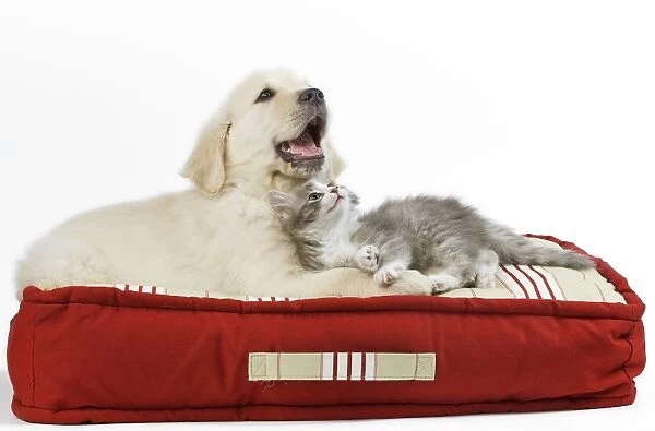 Dog - Golden Retriever puppy on bed with kitten