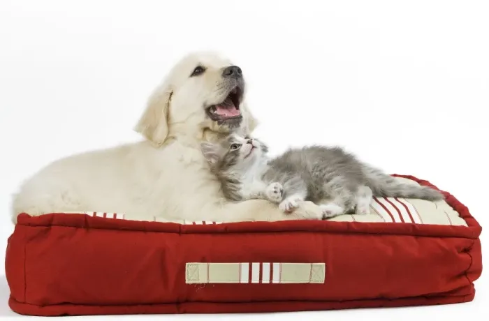 Framed Print : Dog - Golden Retriever puppy on bed with kitten Framed Print : Dog - Golden Retriever puppy on bed with kitten