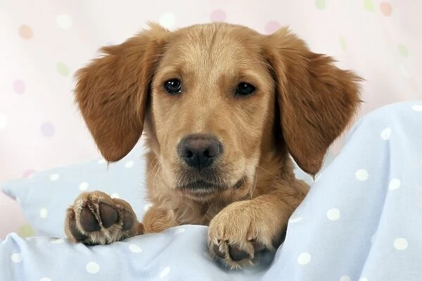 DOG. Golden retriever puppy on blankets (13 weeks)