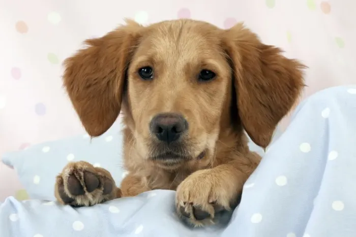 Framed Print : DOG. Golden retriever puppy on blankets (13 weeks) Framed Print : DOG. Golden retriever puppy on blankets (13 weeks)