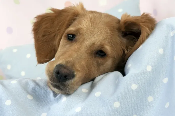 Framed Print : DOG. Golden retriever puppy on blankets (13 weeks) Framed Print : DOG. Golden retriever puppy on blankets (13 weeks)
