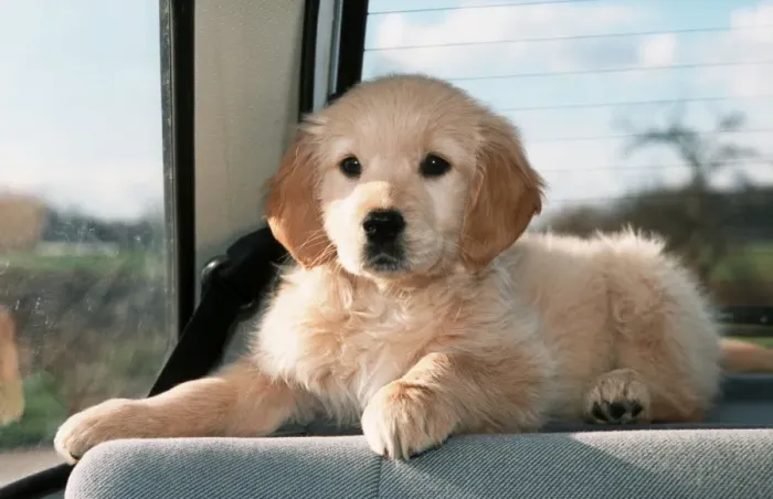 Framed Print : Dog - Golden Retriever puppy in the back of a car Framed Print : Dog - Golden Retriever puppy in the back of a car