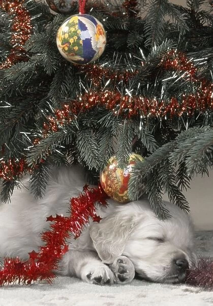 Dog - Golden Retriever puppy under Chirstmas tree