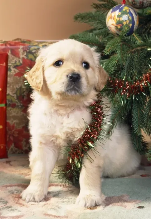 Framed Print : Dog - Golden Retriever puppy under Chirstmas tree Framed Print : Dog - Golden Retriever puppy under Chirstmas tree
