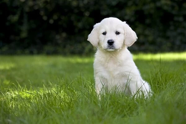 Dog - Golden Retriever - puppy in garden