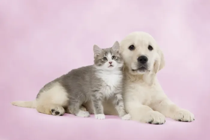Framed Print : Dog - Golden retriever puppy with kitten Digital Manipulation: background colour Framed Print : Dog - Golden retriever puppy with kitten Digital Manipulation: background colour