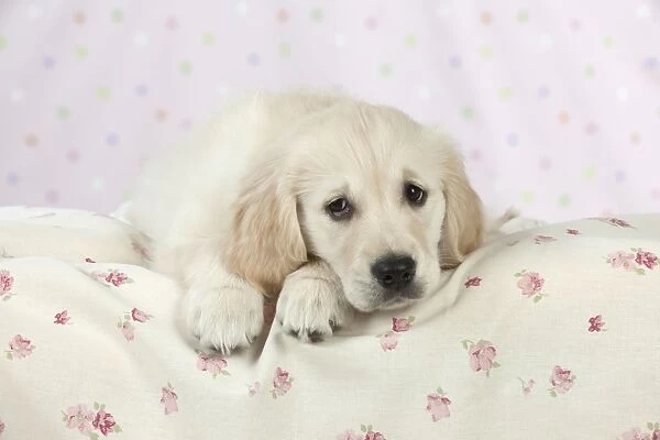 Dog - Golden Retriever - puppy lying down on bed