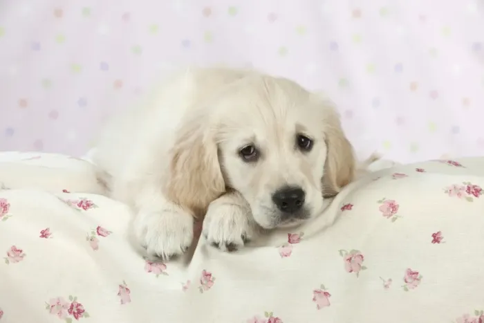 Framed Print : Dog - Golden Retriever - puppy lying down on bed Framed Print : Dog - Golden Retriever - puppy lying down on bed