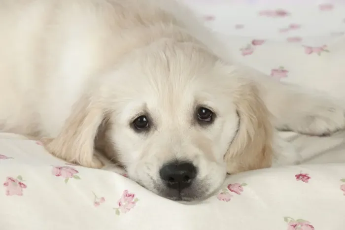 Framed Print : Dog - Golden Retriever - puppy lying down on bed Framed Print : Dog - Golden Retriever - puppy lying down on bed