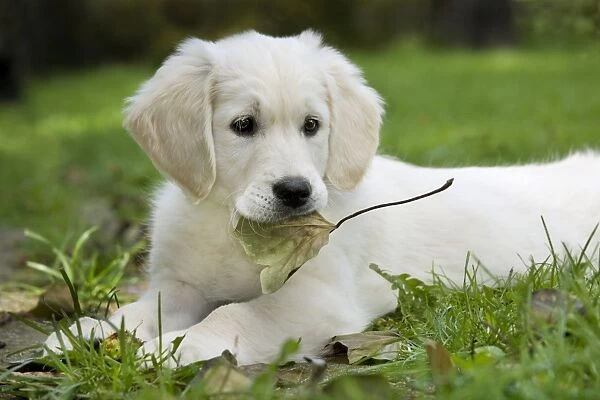 Dog - Golden Retriever - puppy lying down with leaf in mouth