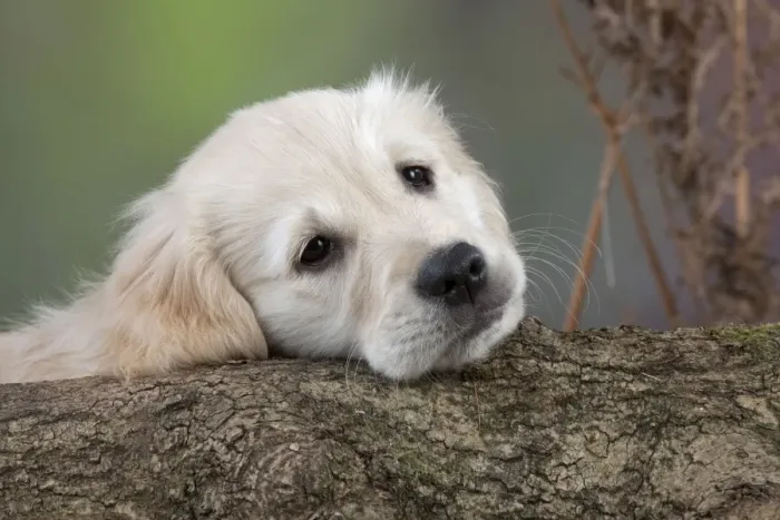 Framed Print : Dog - Golden Retriever - puppy resting head on tree trunk Framed Print : Dog - Golden Retriever - puppy resting head on tree trunk