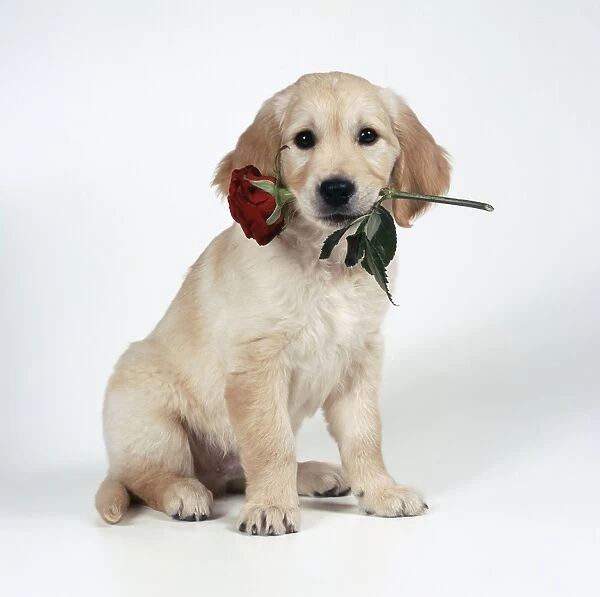 DOG Golden Retriever puppy with rose in mouth #652951 Framed Photos